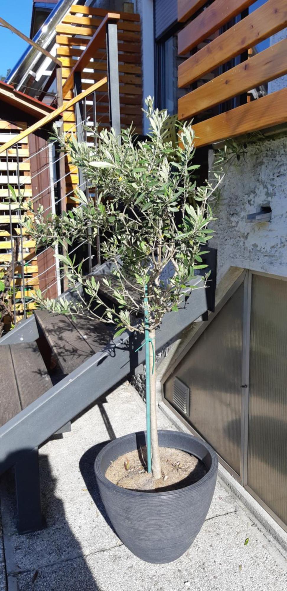 Apartma Bolero Tolmin Extérieur photo